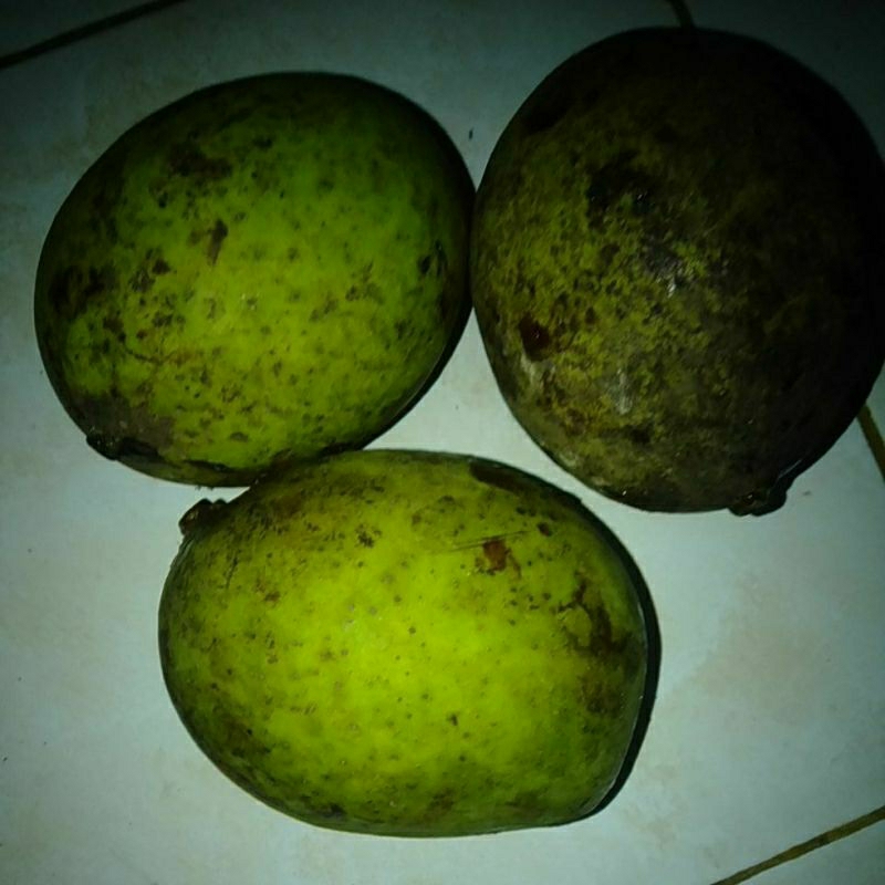 

Buah Mangga Bacang Pakel kg