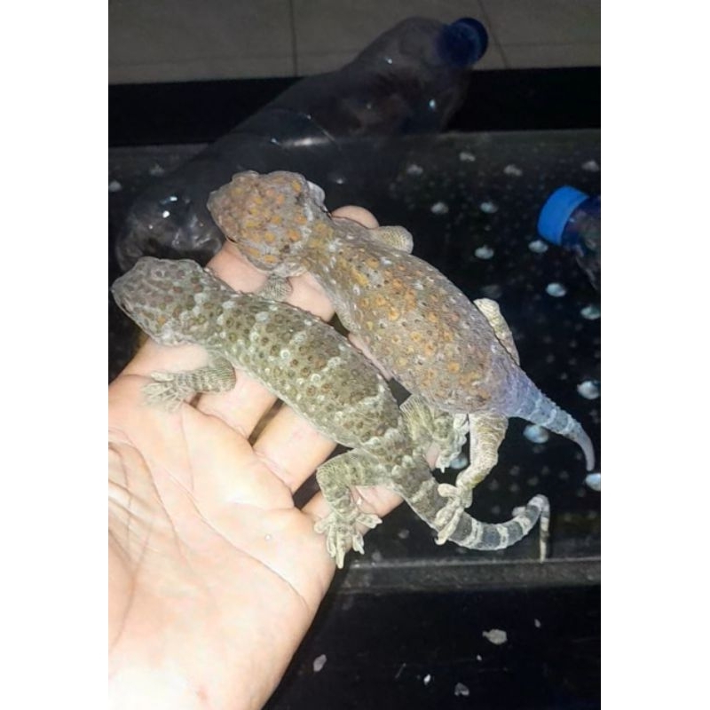 

Tokek