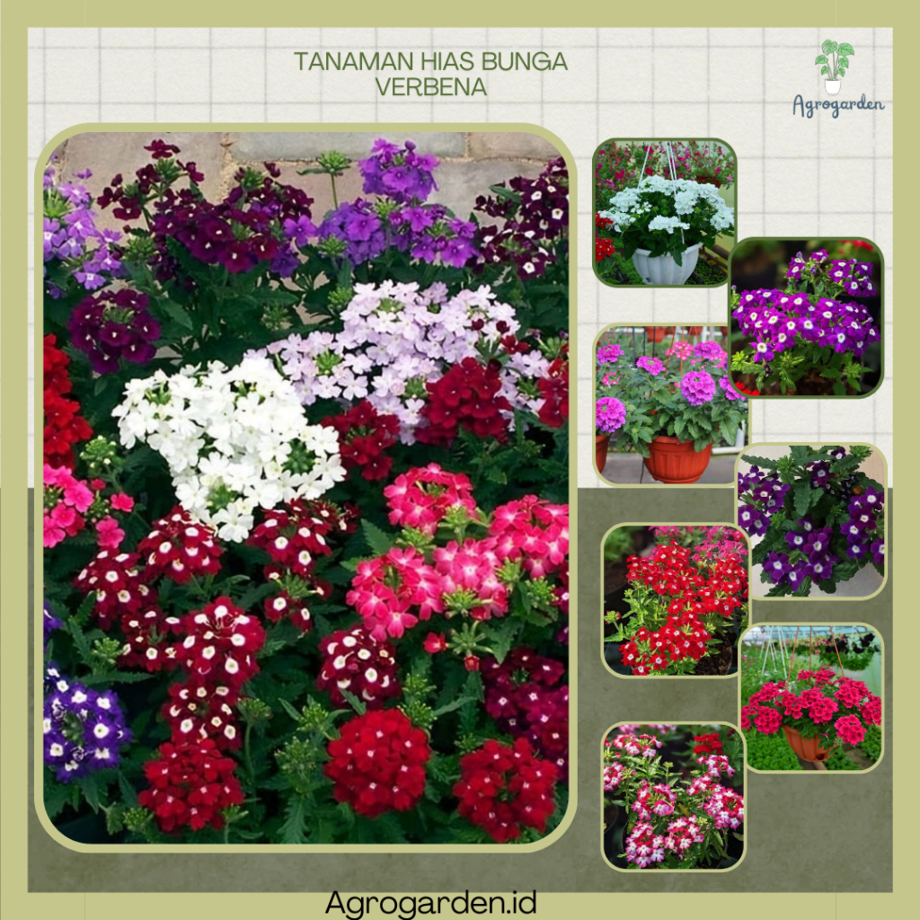 Tanaman Hias Bunga VERBENA - Bunga Hias Verbena - Bunga Verbena - Bunga VERBENA - Tanaman Hidup Bung