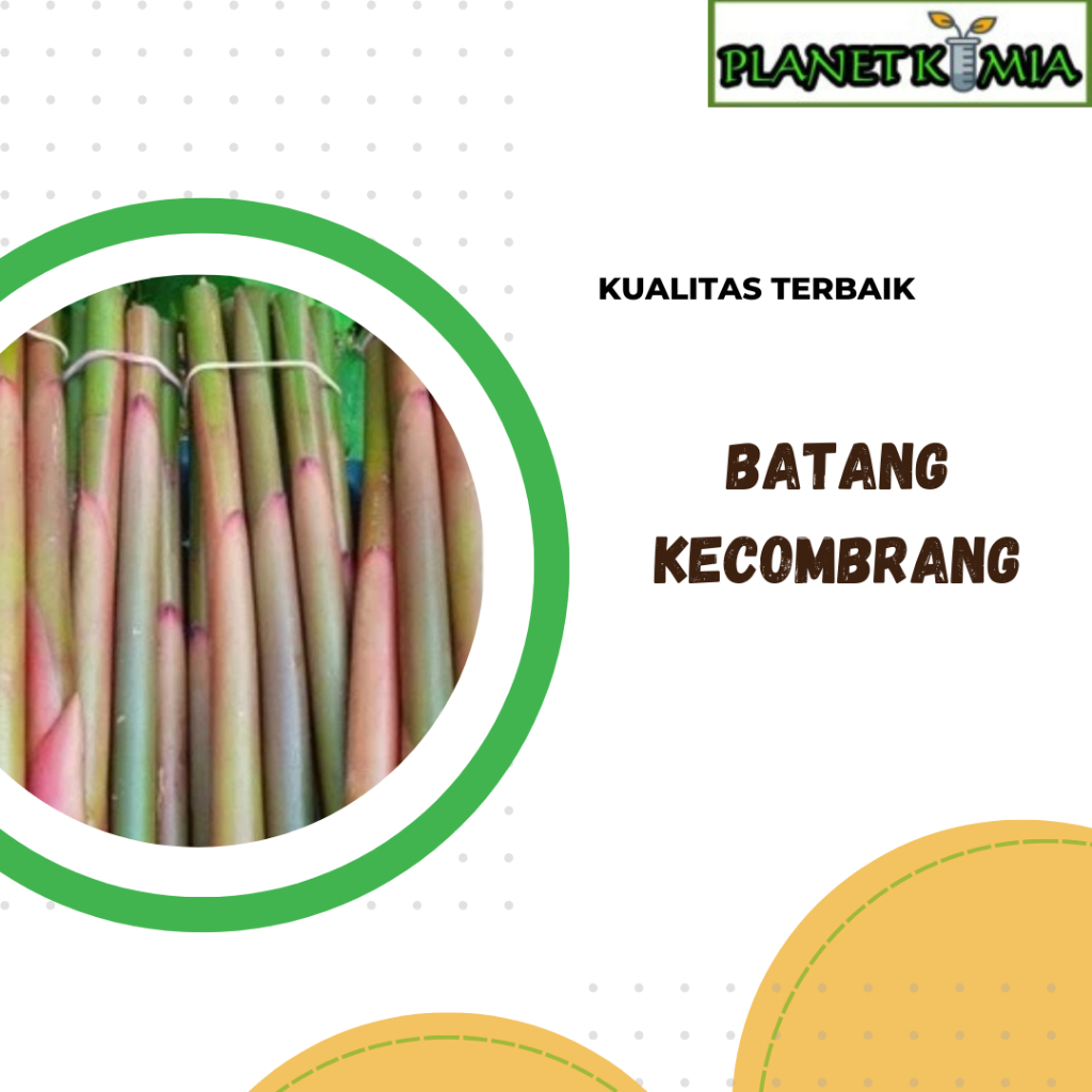 

ekstrak batang kecombrang best product