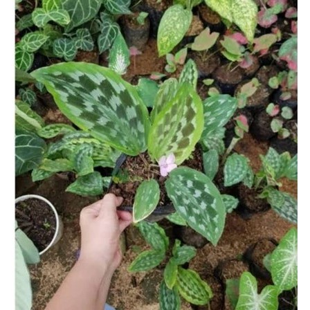 CALATHEA MERAK PEACOCK - Tanaman Hias Calathea Merak - Calathea Bulu Merak