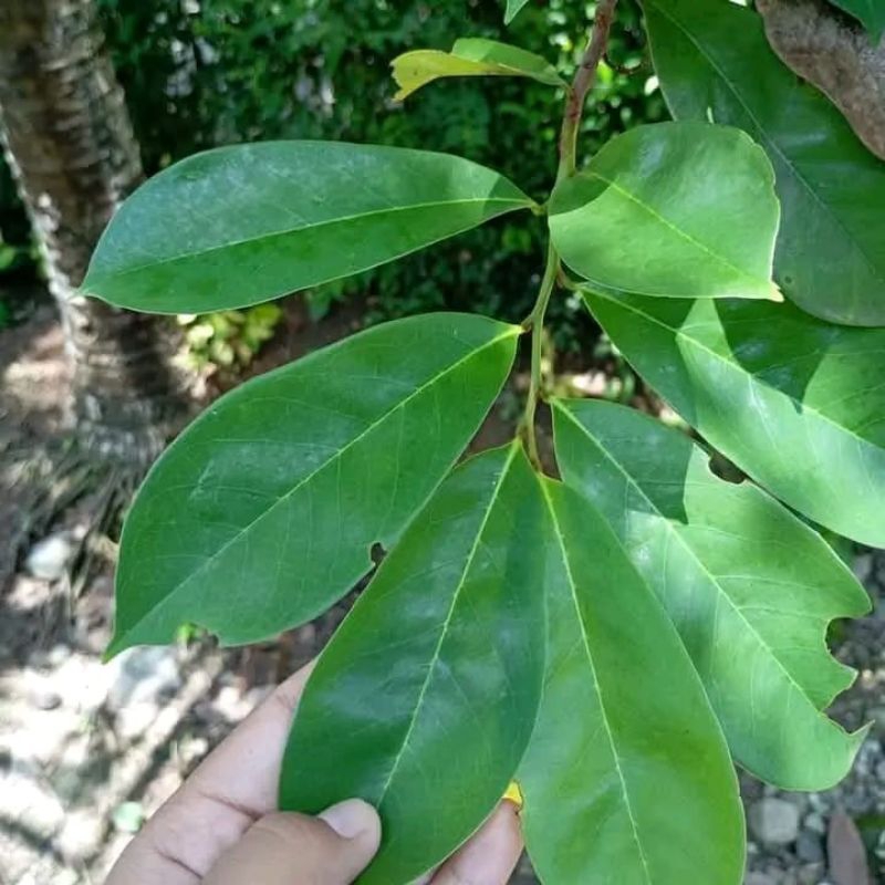 

Daun sirsak basah obat herbal 10 daun sirsak