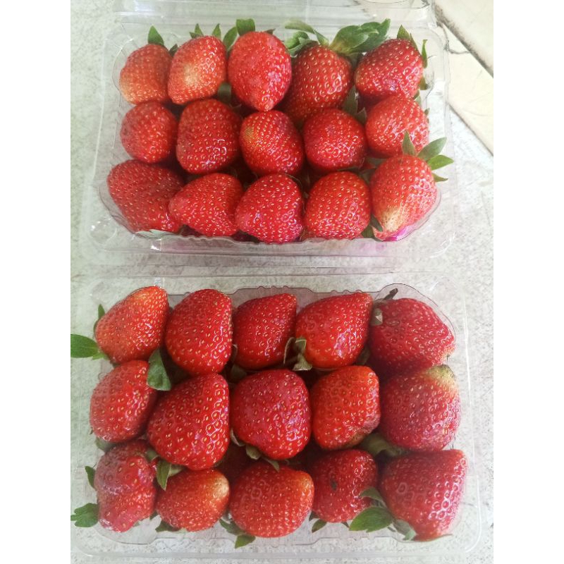 

Buah Strawberry Fresh 250gr