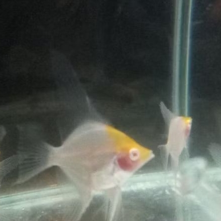 Paket Isi 5 Manfish Red Cap Albino 2.5 3 cm - AQUARIUM