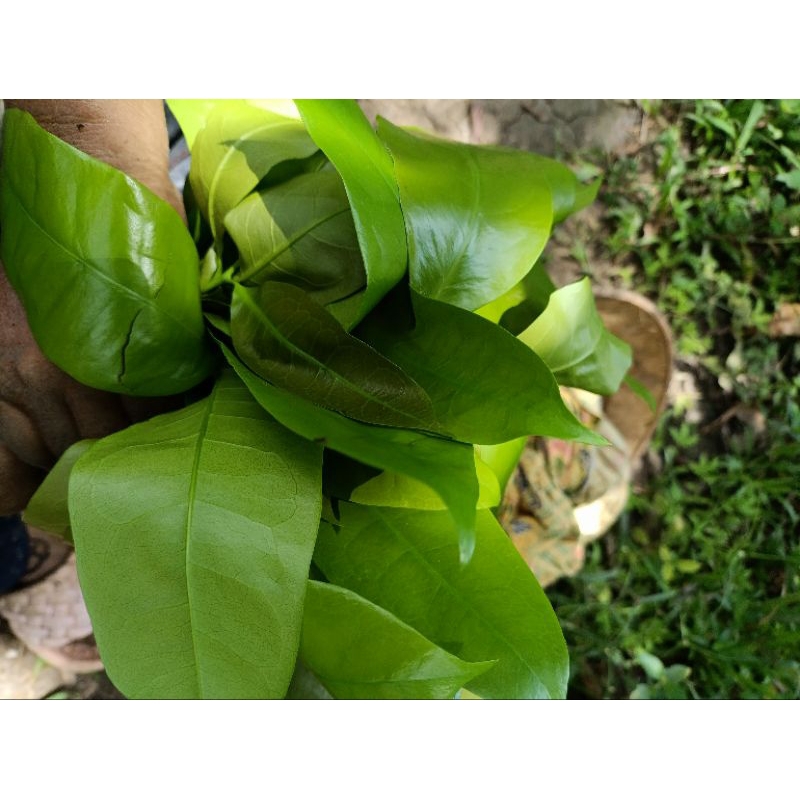 

DAUN TANGKIL FRES 1IKAT