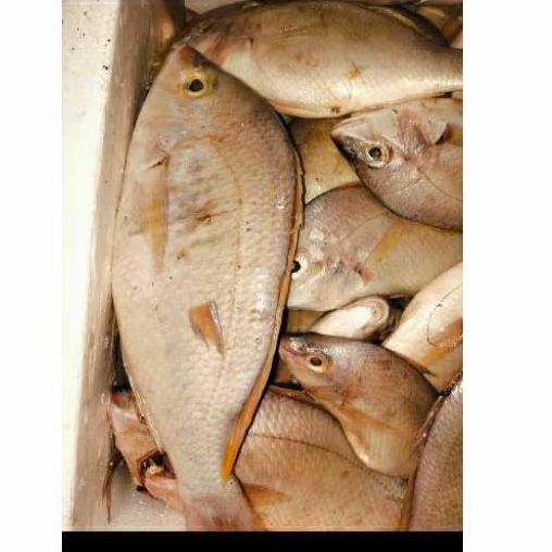 

kakap putih -+1kg