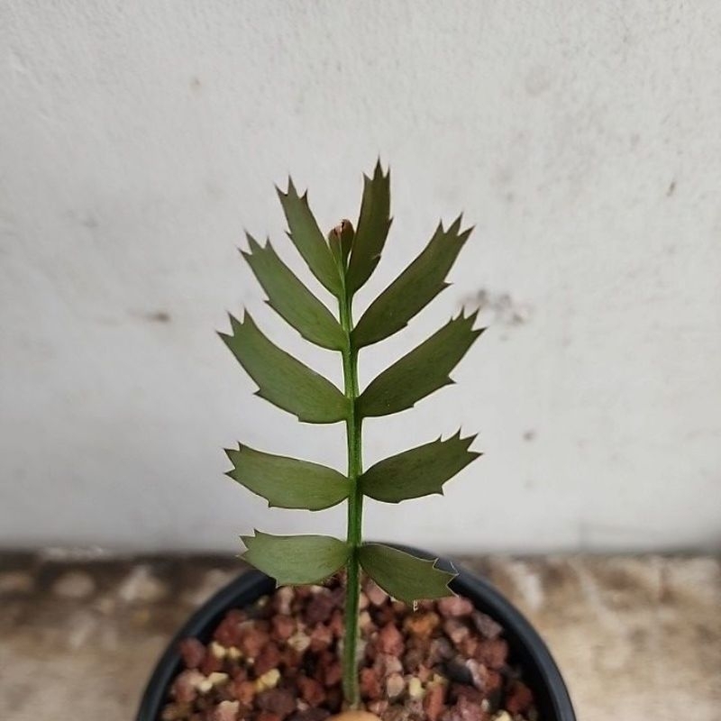 Encephalartos horidus