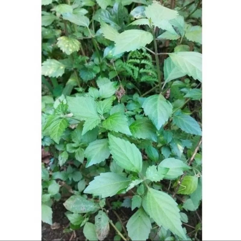 

promo obat herbal daun kumis kucing /500g