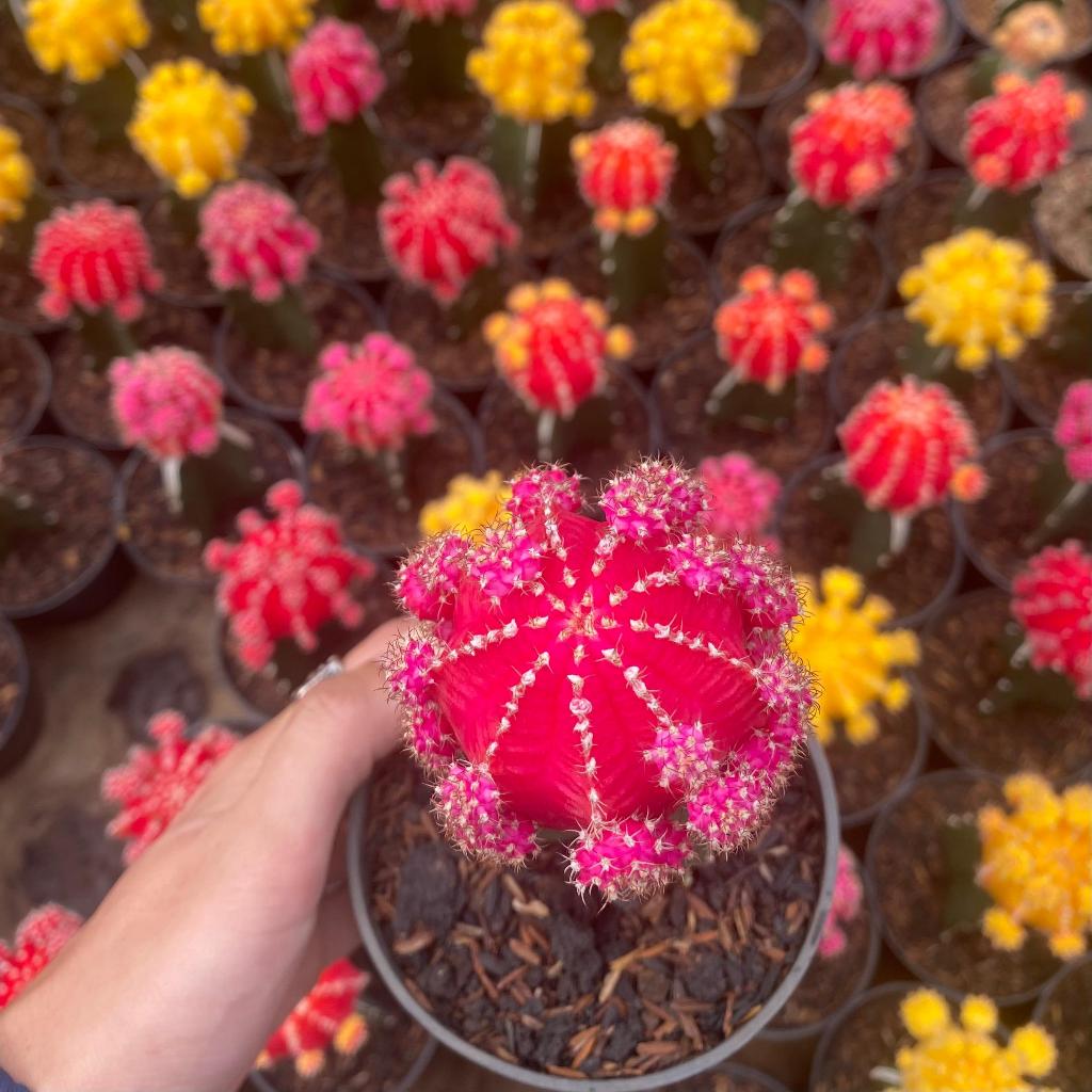 Tanaman Hias Aloe Vera Haworthia Lidah Buaya Kuning dan Cactus Kaktus Mini Bunga Sukulen Hidup Murah