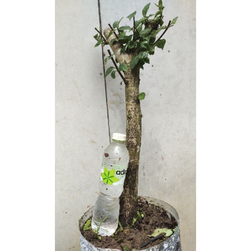 bahan bonsai dongkelan gulgum gulo gumantung