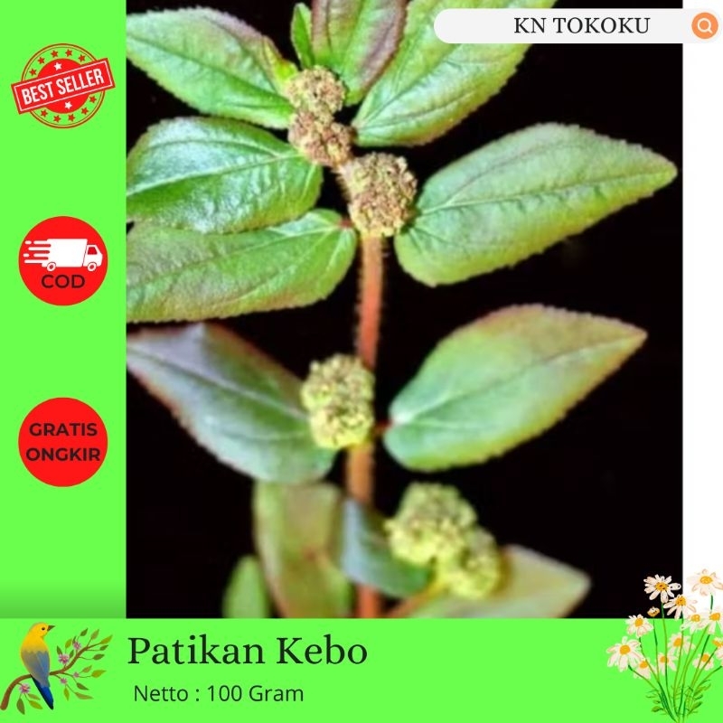 

100 Gram Patikan Kebo Fresh