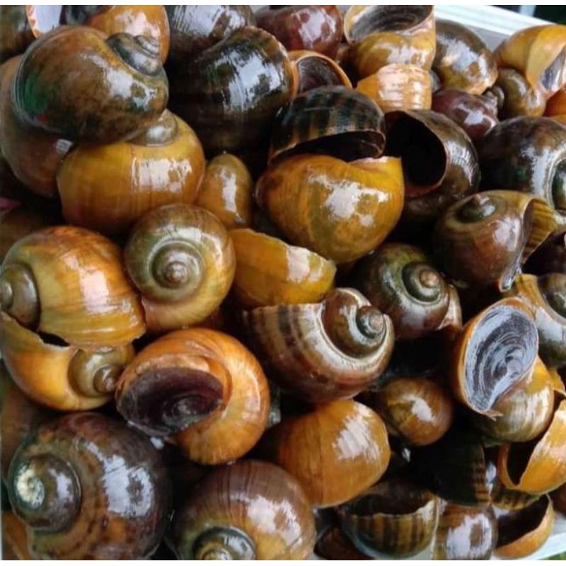 keong mas hidup 9000/1kg