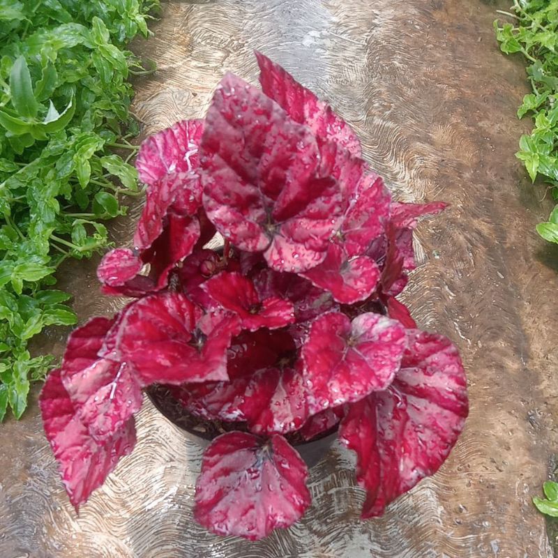 tanaman hias begonia red chili