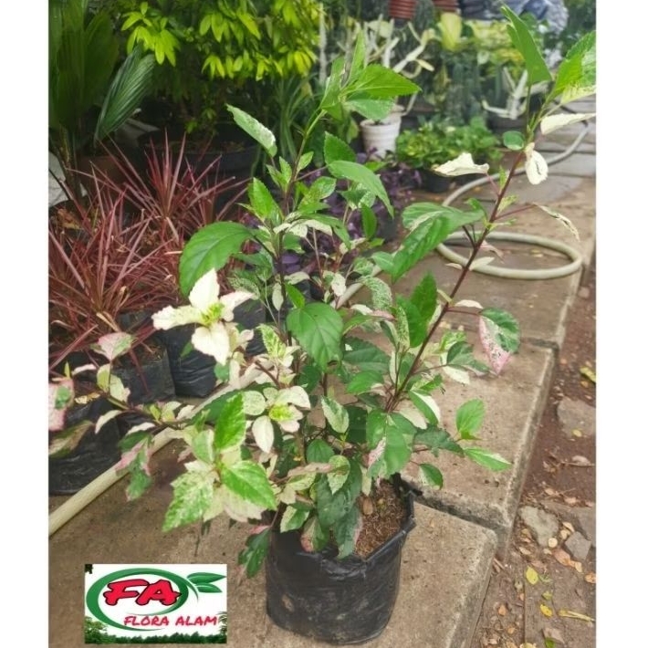 Tanaman Bunga Sepatu Variegata