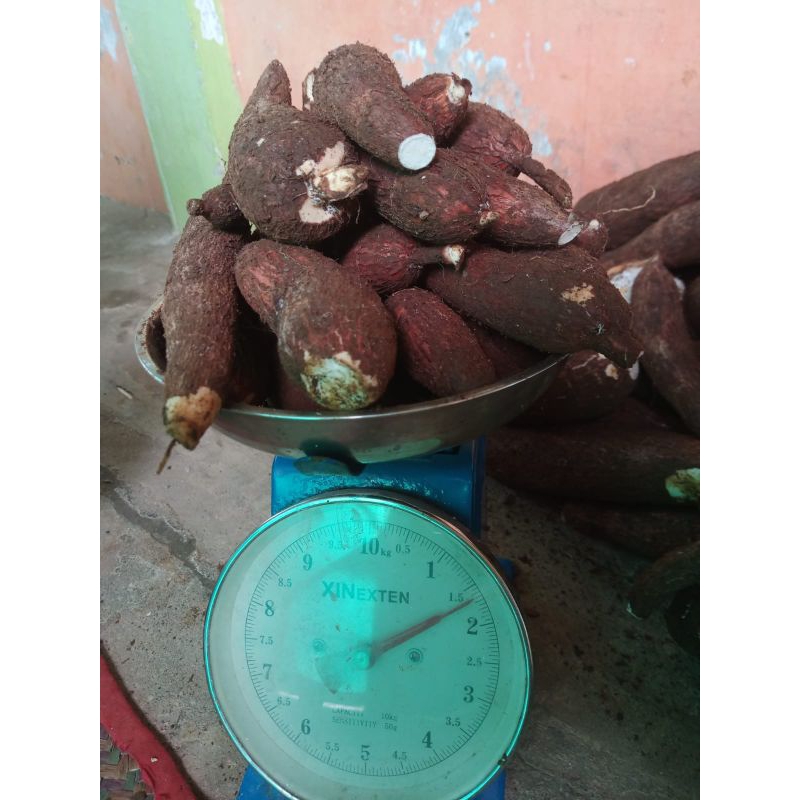 

Singkong Gelondong bengkulu 1kg