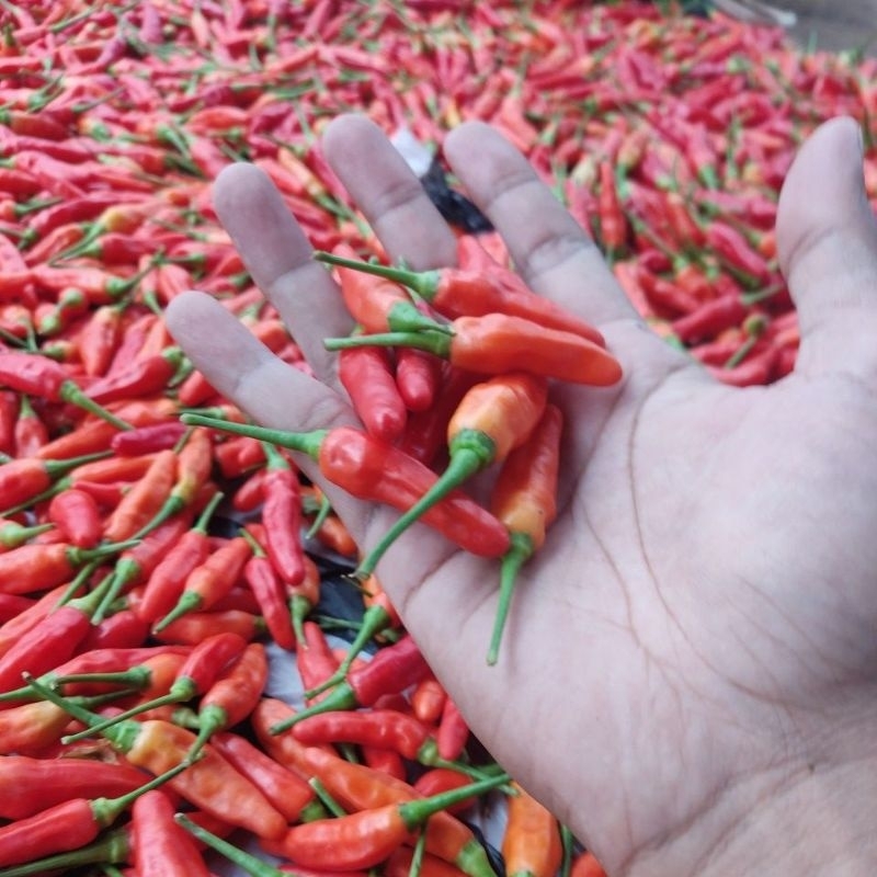 

cabe rawit merah segar ori 500 gram