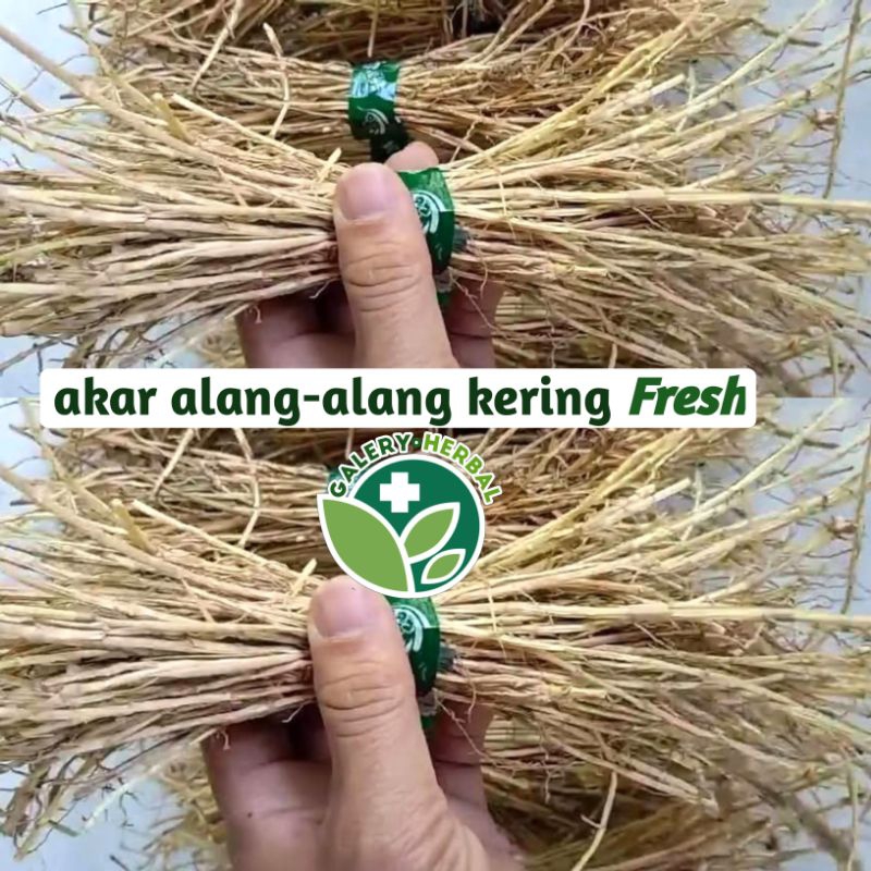 

Akar Alang-alang kering Bersih 1 ikat / Akar ilalang Kering Herbal