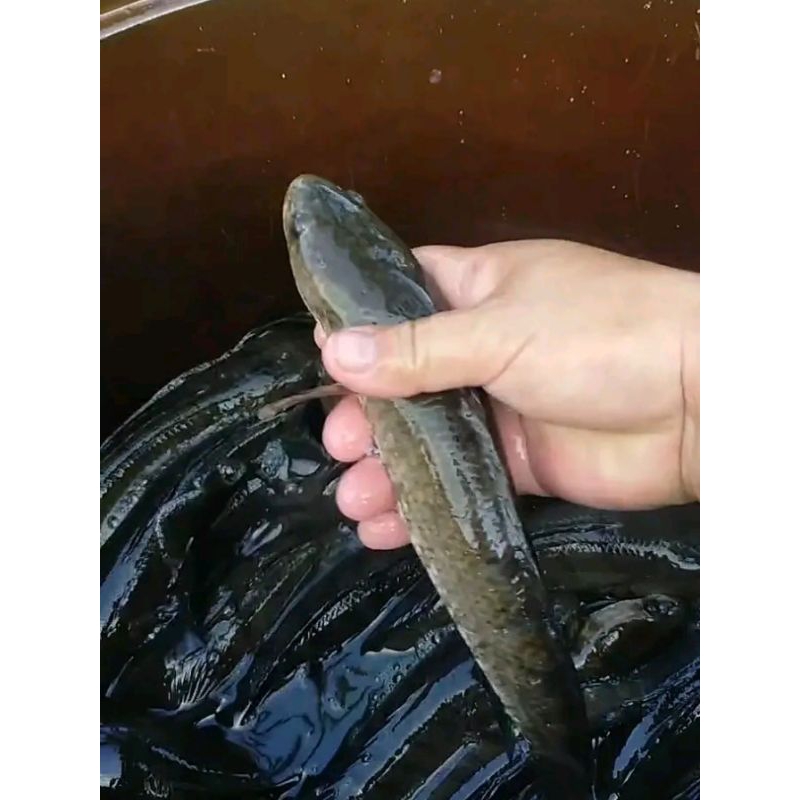 

ikan gabus segar sudah dibersihkan 1kg