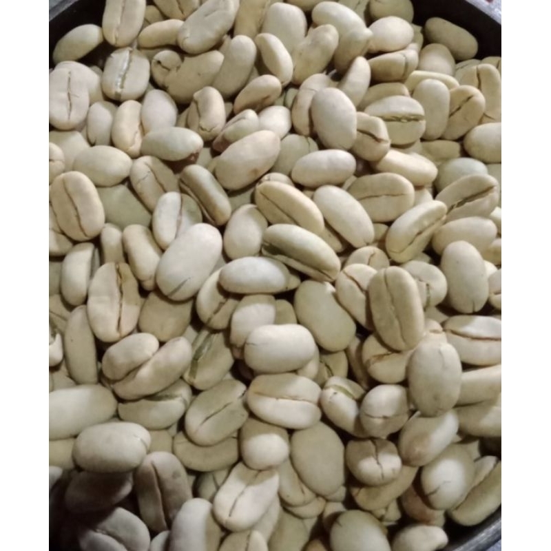 benih kopi arabika ateng 100 biji/set #biji pilihan
