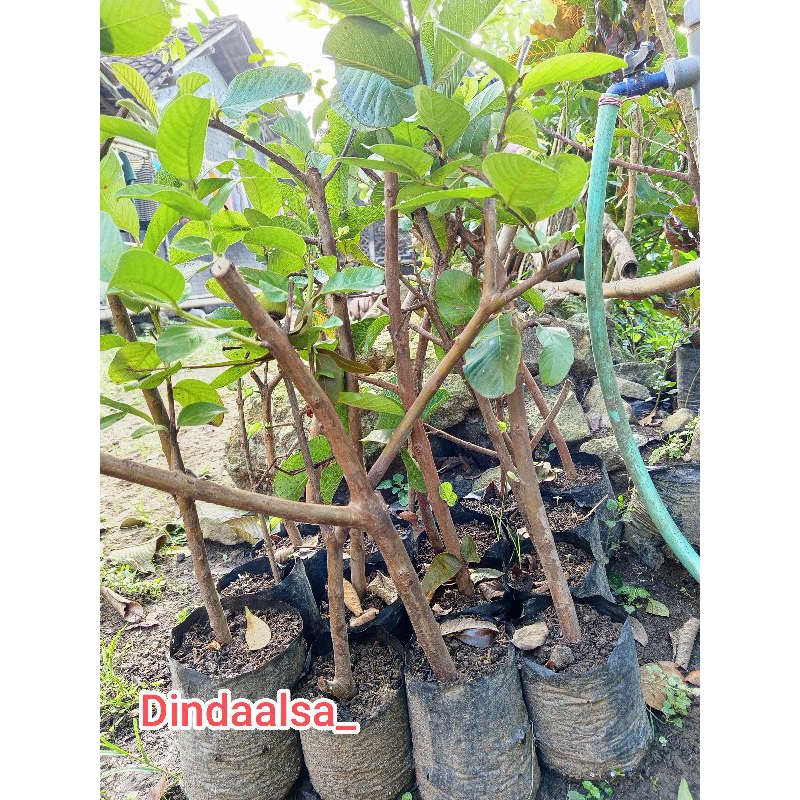 

cangkokan jambu kristal merah polybag