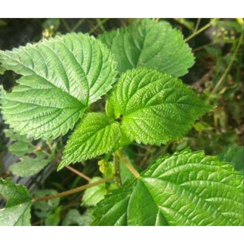 

Daun jelatang segar petik langsung 250 gram-az