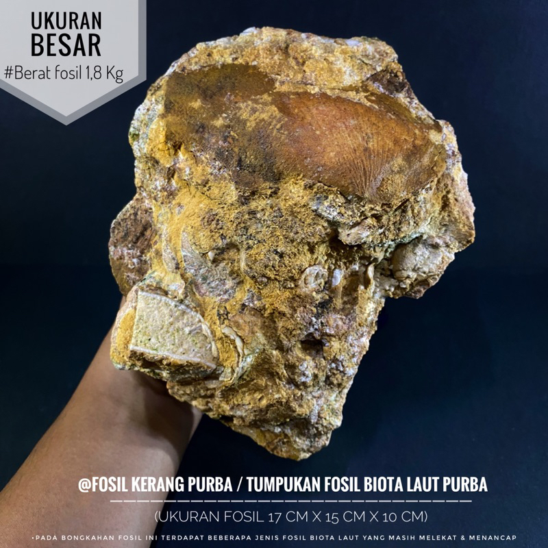 Bongkahan Fosil Kerang Purba Natural A23 atau Fosil Keong atau Fosil Biota Laut atau Fossil Brachiop