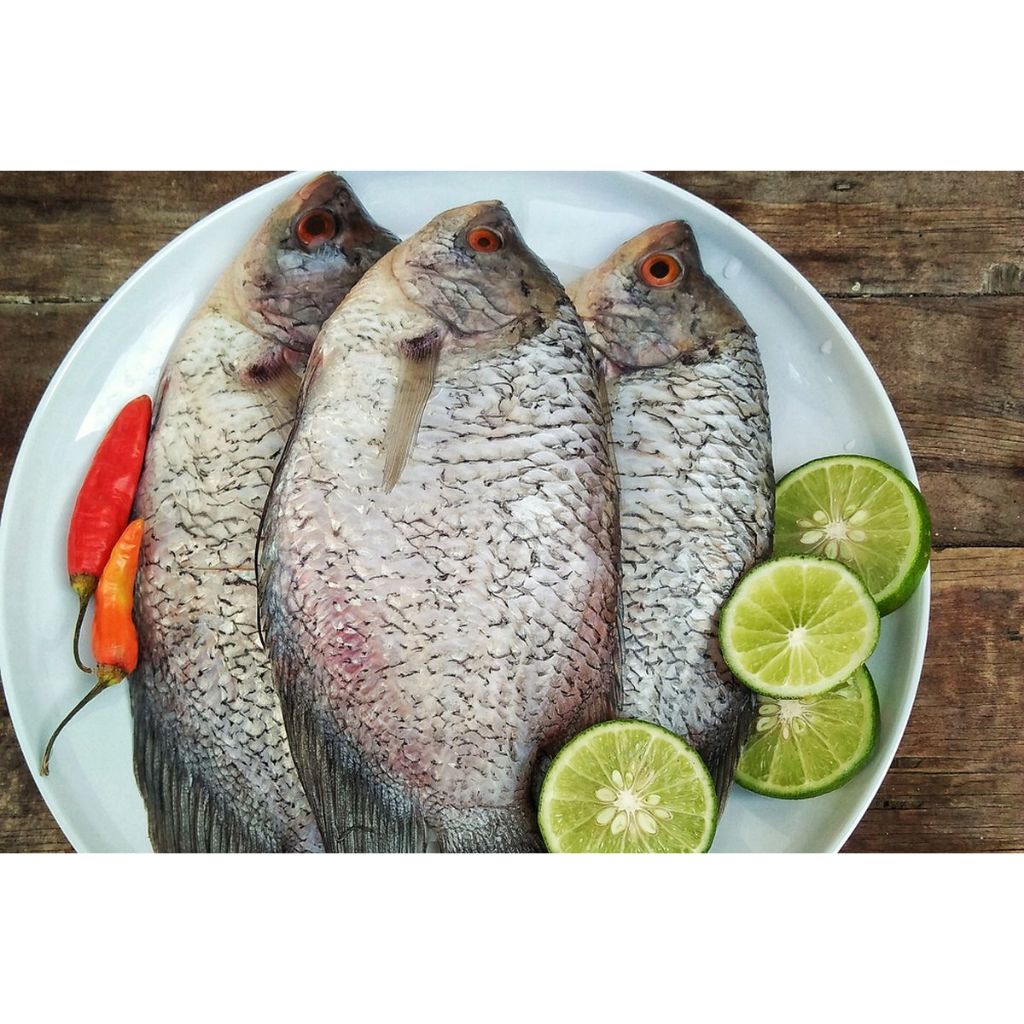 

Ikan Gurami 500gr Fresh dan Segar Premium Instan Surabaya