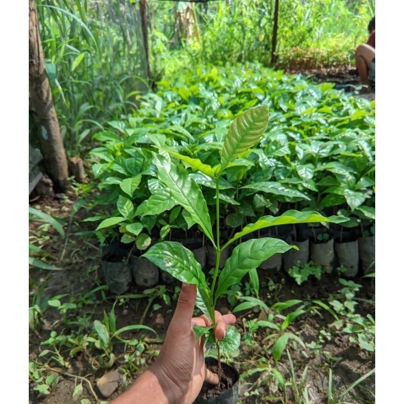 bibit kopi exelsa dan robusta bp unggul