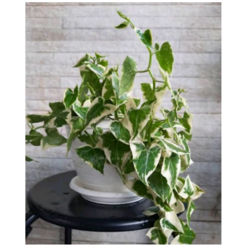 English Ivy varigata daun tebal / tanaman hias indoor outdoor / Tanaman gantung