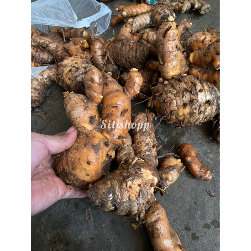 

TEMULAWAK SEGAR 1KG MURAH