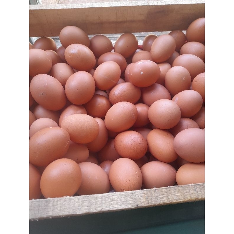 

TELUR AYAM 1 KG