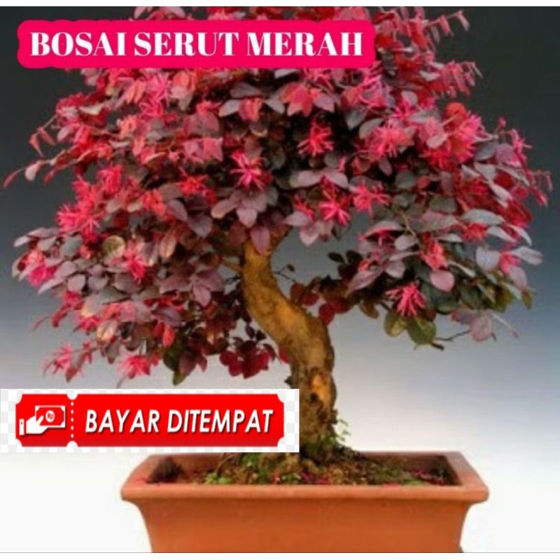 Bibit Bonsai Serut Merah