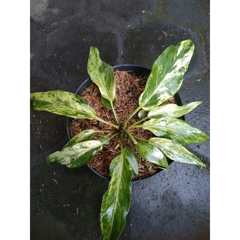 Anthurium Gelombang cinta varigata putih