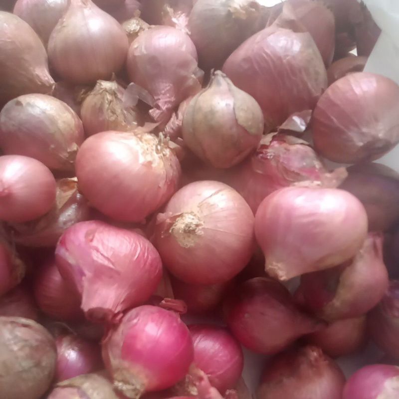 

bawang merah sumatera
