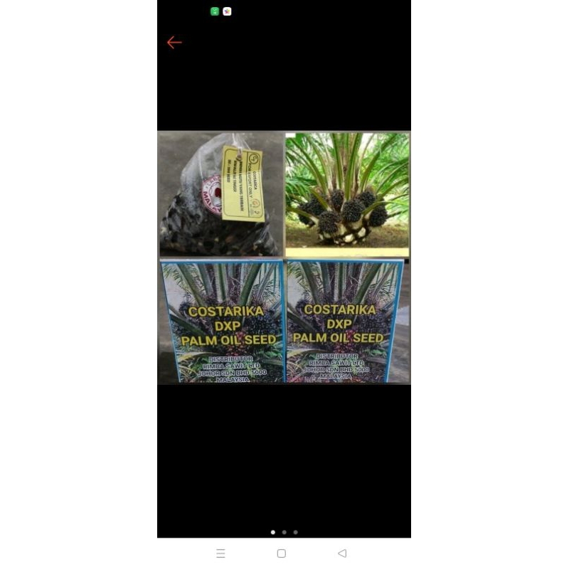 bibit cambah sawit costarika