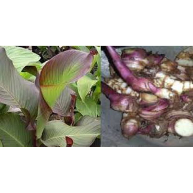 

umbi gayong fres promo 1kg
