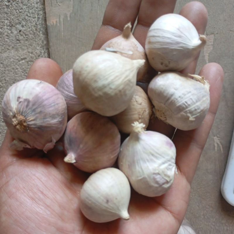 

Bawang tunggal / Lanang 250 gram