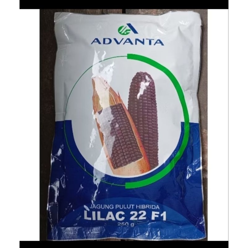Benih jagung ketan ungu LILAC 22 F1 250gr. ADVANTA Jagung pulut