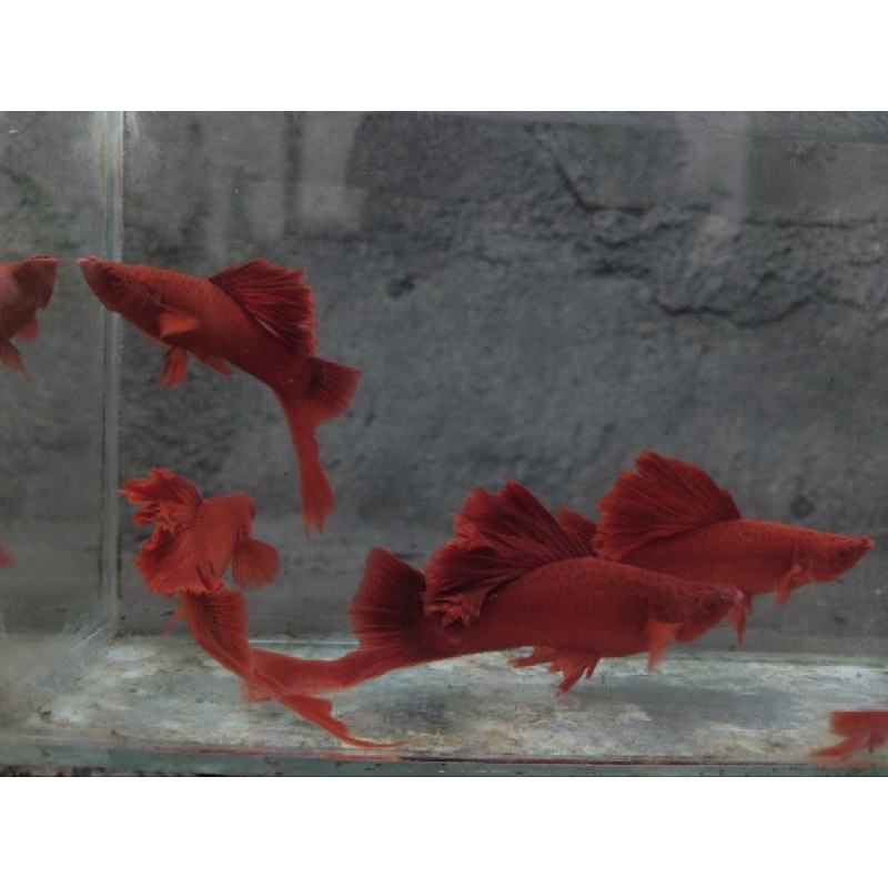 Bloodred CauliFlower Saber Tail