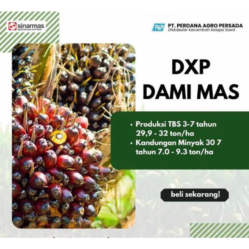 DXP DAMI MAS kecambah  original bersertifikat