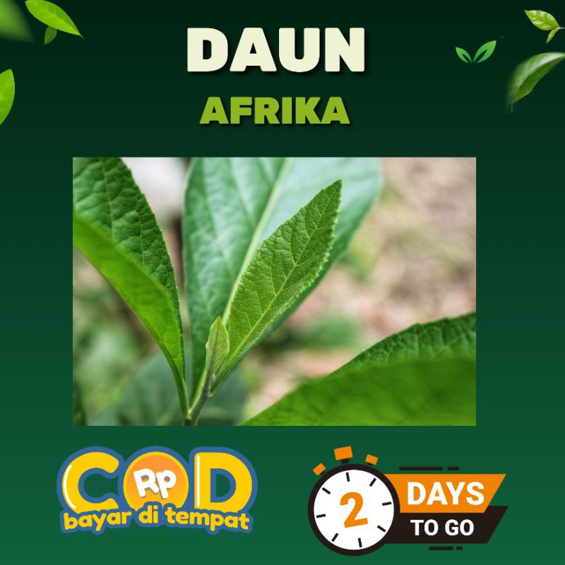 

DAUN AFRIKA/sambung nyawa 50 lembar segar ada pembeli baru di petik