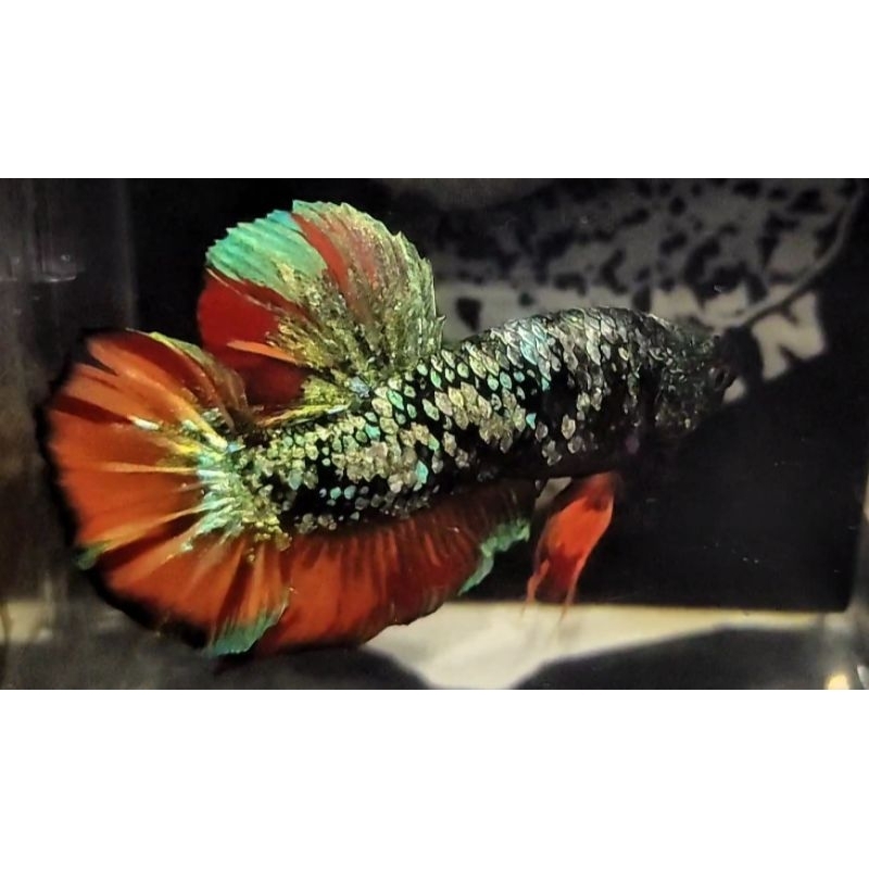 

CUPANG GIANT AVATAR BO 5,6