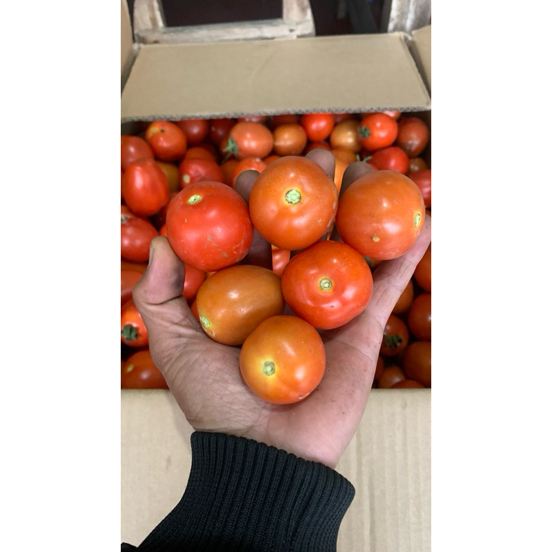 

tomat kecil ukuran c 500gram