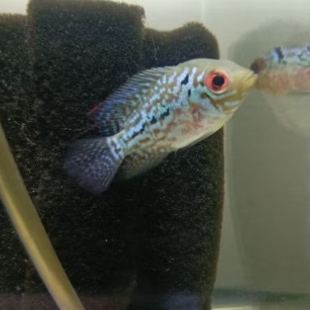 IKAN HIWS LOUHAN CENCU TOP GRADE SORTIRAN