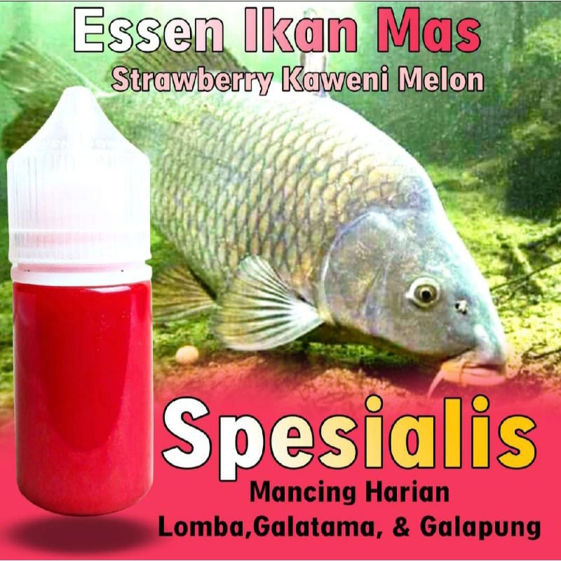 Essen Ikan Mas Paling Gacor, Essen Ikan Mas Indukan, Essen Ikan Mas Ramean, Essen Ikan Mas Strawberr