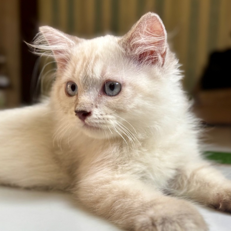 Himalaya Kucing jantan Gemes Lucu ~~WAJIB CHAT ADMIN DULU~~