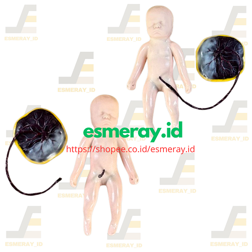 

Bayi dan Plasenta Bahan Silikon Untuk Praktek Edukasi Pembelajaran-Manekin Alat Peraga Pendidikan