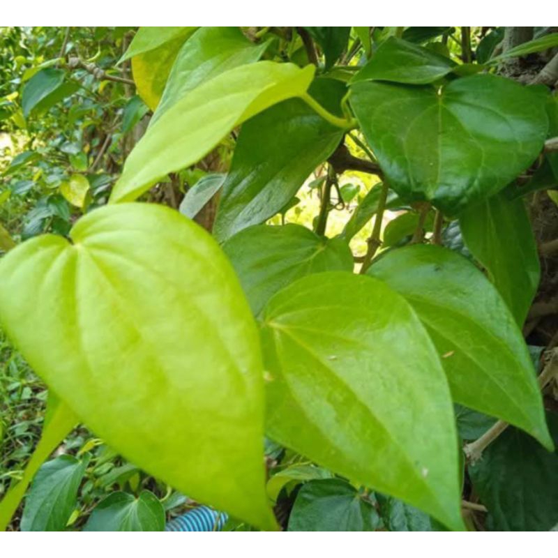 

daun sirih organik herbal per lembar
