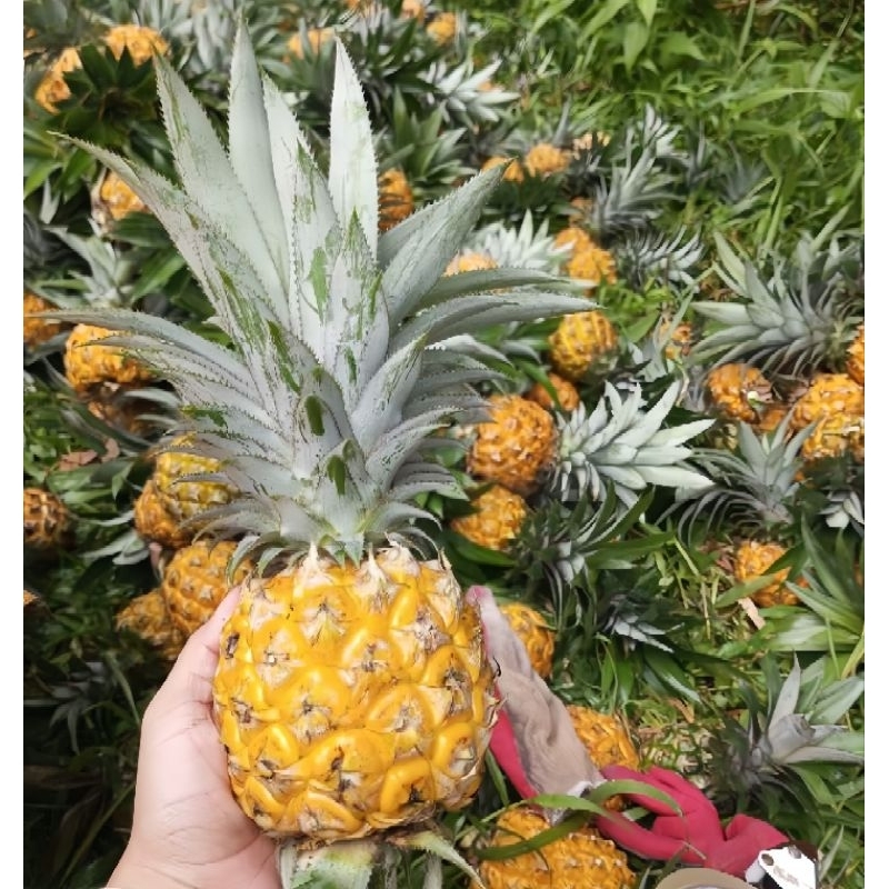 

Nanas madu pemalang harga satuan