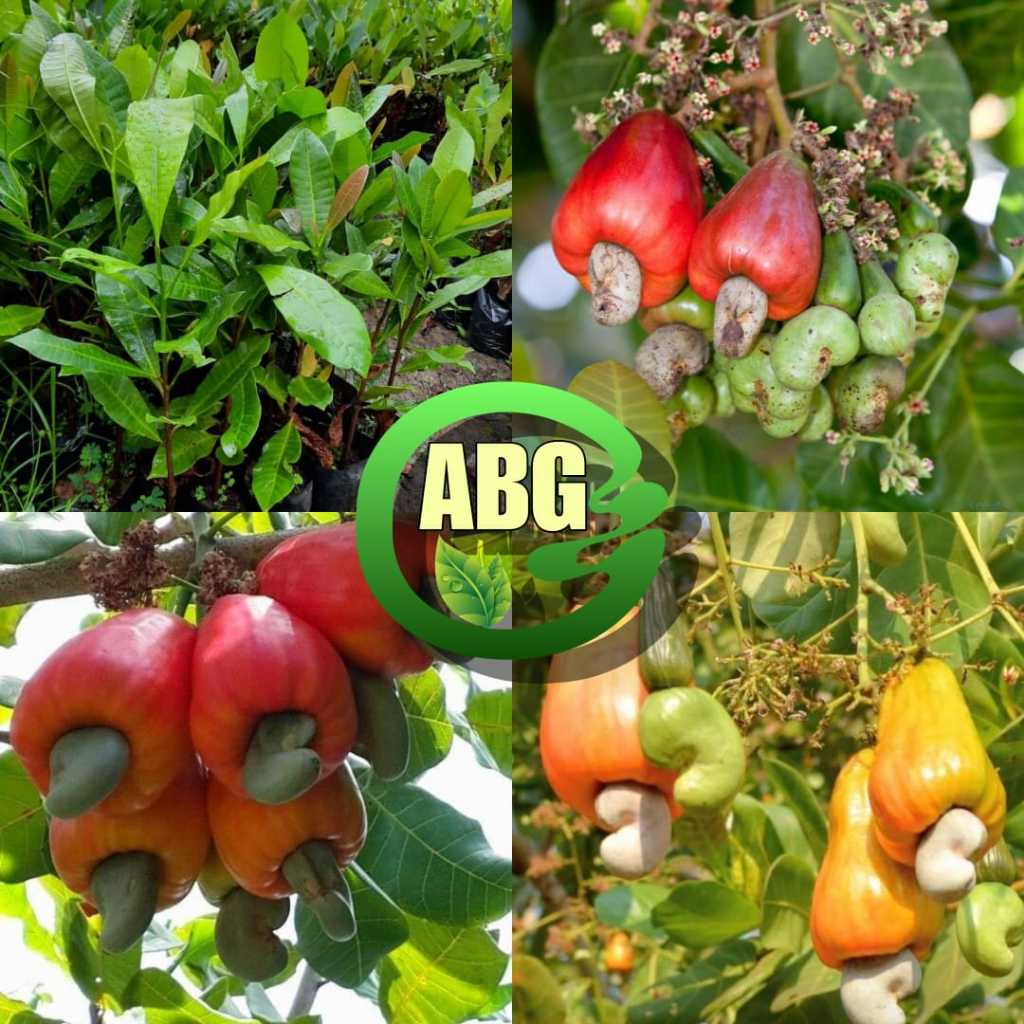 Bibit Jambu Mete/Jambu Monyet